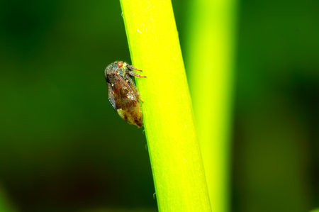 Leafhopper perched on a plant leaf closeup