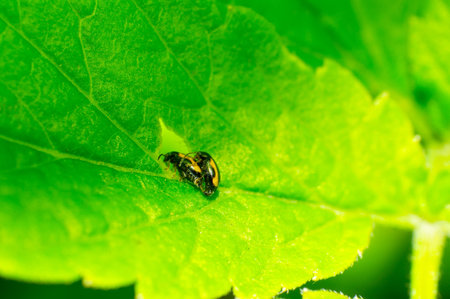The two beetles mating close-up.