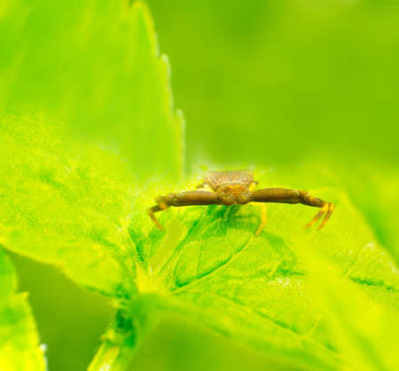 The Thomisidae rest on a green leaf.の写真素材