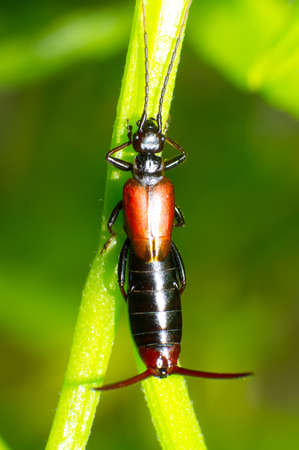 An earwig on a leafの写真素材