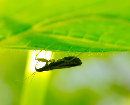 Stinkbug in the leaves below the silhouette.の写真素材