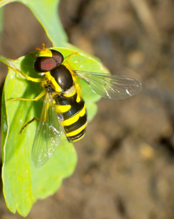 Chrysotoxum verralli / hoverfly on a green leaf close-up