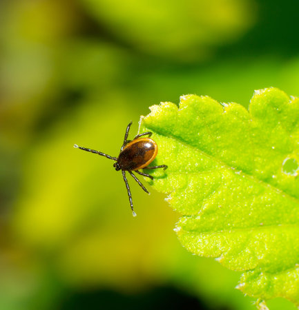 tick, fresh foliage in spring