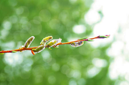 bloom burgeon in the springの写真素材