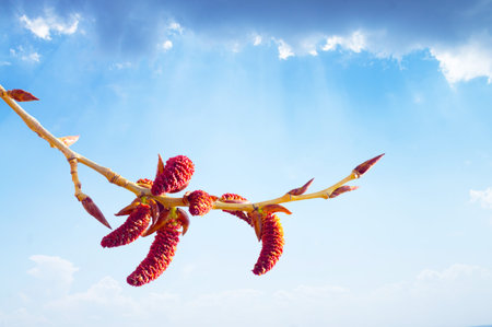 Garden Spider isolated on skyの写真素材