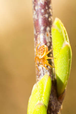 Cross spider isolated on branchの写真素材