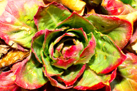 screwtree the leaves in the spring.の写真素材