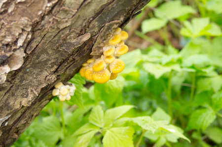 A close up of the edible mushrooms (Pleurotus citrinopileatus) on tree.