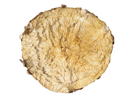 Cross-section of the old wood.の写真素材