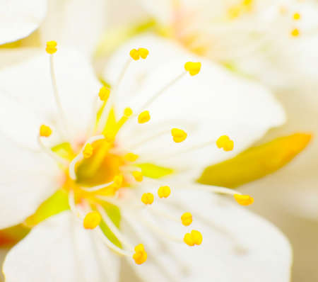  Close-up of a mountain pear の写真素材