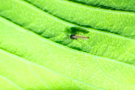 mosquito in macro on green leaf