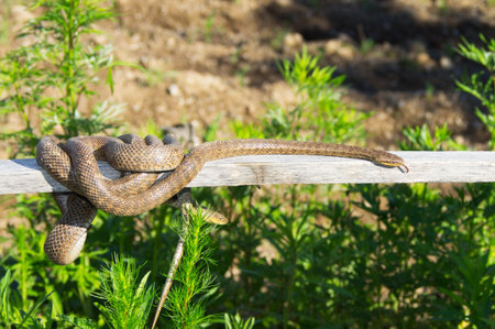 Viper on a tree resting 