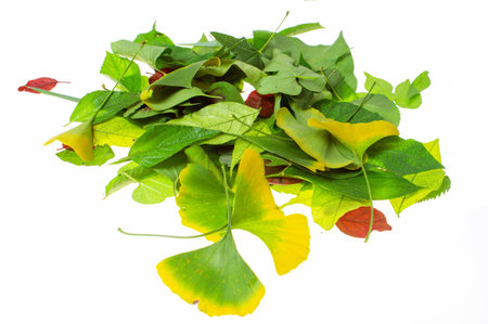 Many leaves isolated on a white background