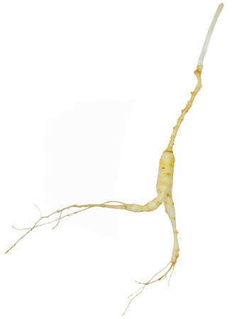 Fresh wild ginseng isolated on a white background 