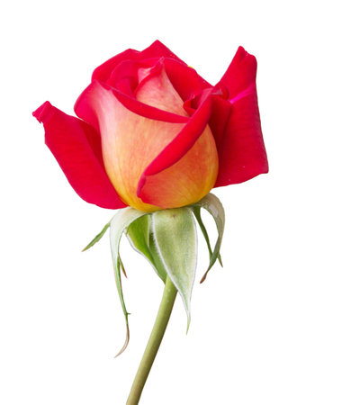 Bloom monthly rose isolated on a white backgroundの写真素材