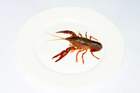 Fresh crawfish is isolated on the plateの写真素材