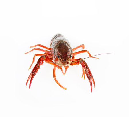 crawfish is isolated on a white background