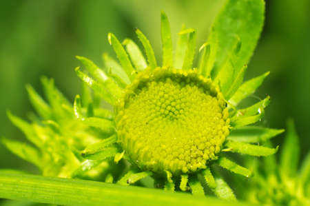 The young Daisy the budの写真素材