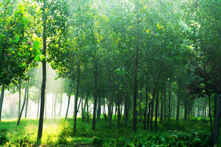 misty grove and bright sun beams through treesの写真素材
