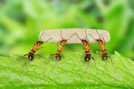 Ants unity and cooperationの写真素材