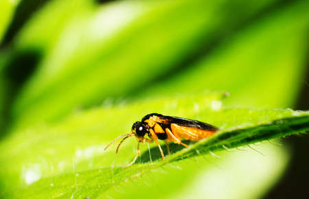 A gadfly on the green leaves の写真素材