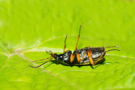 Beetles fall down on oneの写真素材