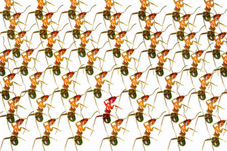 The brown forest ants queue.の写真素材