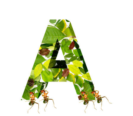 The ants move the letter Aの写真素材