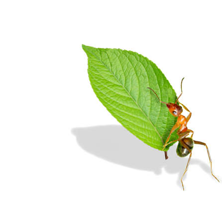 Ant move a piece of leafの写真素材