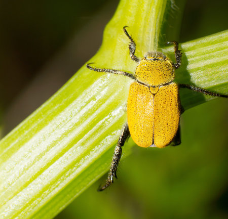 Chafers stay in the plants of the stems 