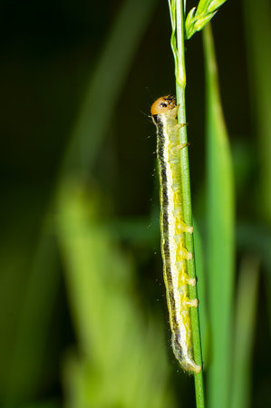 Green caterpillar crawling on the plant.