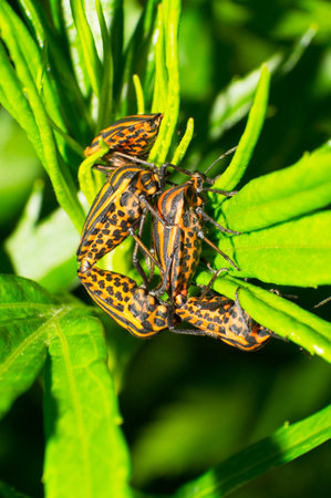 orange stink bugs in the grass