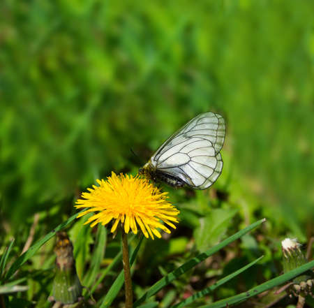 White butterflies eat the daisies nectarの写真素材