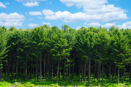 Korean pine forest in the natural landscapeの写真素材