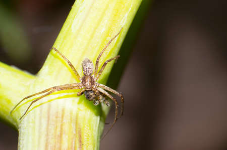 Jumping spiders and jumping spiders warの写真素材