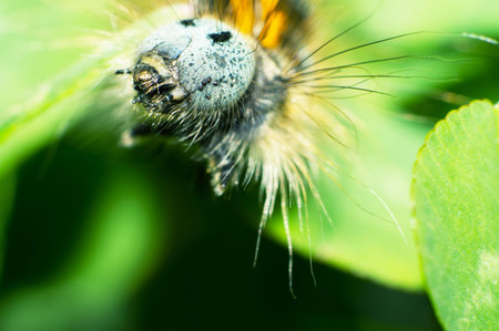 Close-up of the head of the caterpillar 
