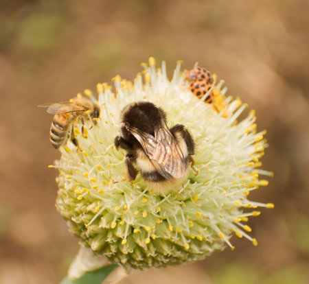 Many insects eat large green onion nectar