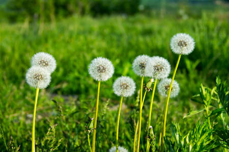 The dandelion spherical white seedsの写真素材