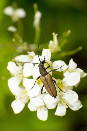 Close-up brown Carabidae eat nectar