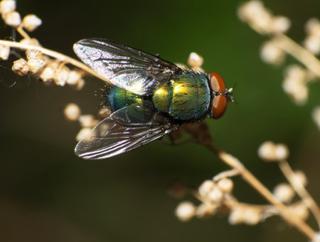 Close-up of a fly in the outdoor.