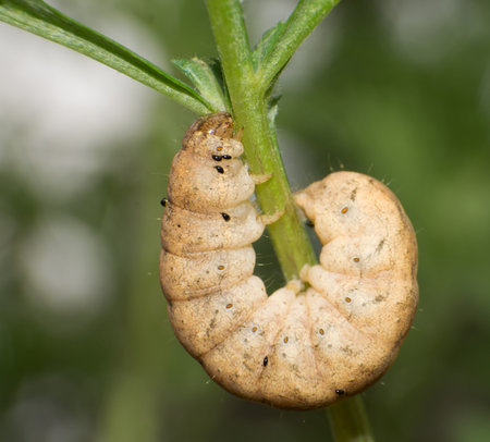 Features caterpillars on the leaves