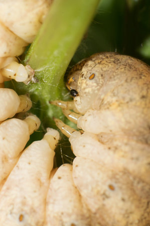 Close-up of a caterpillar toes seize leaves