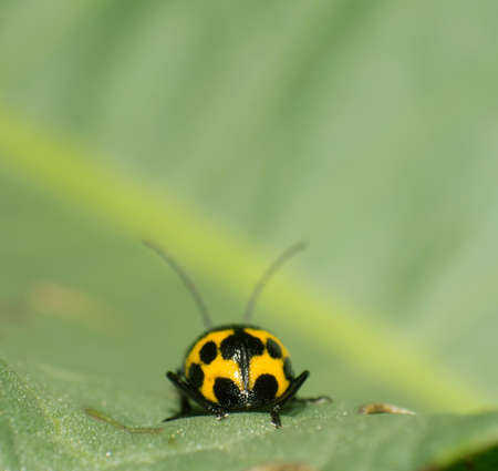 Features leaf beetle in the grassの写真素材