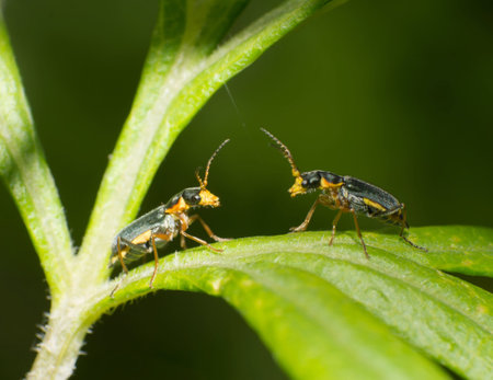 Two war beetle in the grass