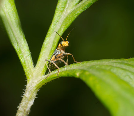 Beetle stuck his head out from the grass