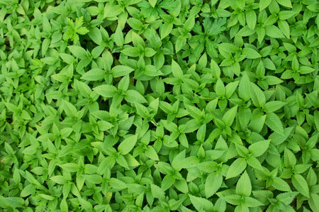 Lush fresh grass background in summer
