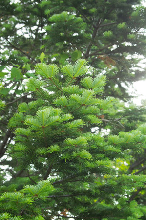 Close-up fir green leaves in summerの写真素材