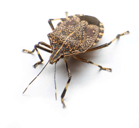 Close-up the stinkbug isolated in white backgroundの写真素材