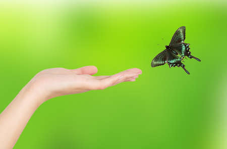 Woman's hand and Papilio paris.の写真素材