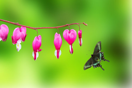 Butterflies and beautiful flowers on the green background の写真素材
